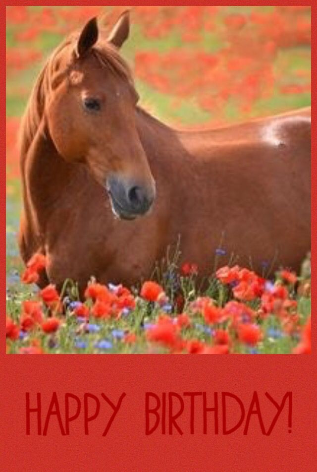 Funny Birthday Wishes For Horse Lovers
 Image result for horses sunflowers happy birthday