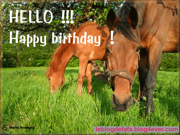 Funny Birthday Wishes For Horse Lovers
 very polite and funny horse Funny horse sayings