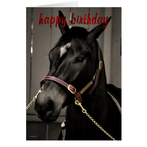 Funny Birthday Wishes For Horse Lovers
 Happy Birthday Horse Birthday card horse lovers
