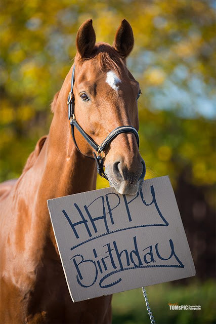 Funny Birthday Wishes For Horse Lovers
 Tacchi a Cavallo Happy 2° Blogiversary Thank you