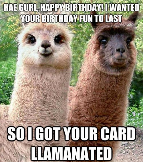 Funny Happy Birthday Photo
 Funny Llama