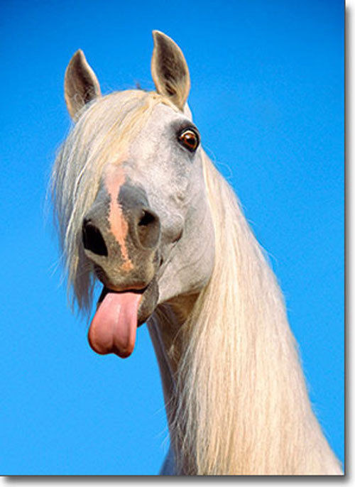 Funny Horse Birthday Pictures
 Horse With Big Tongue Funny Birthday Card Greeting Card