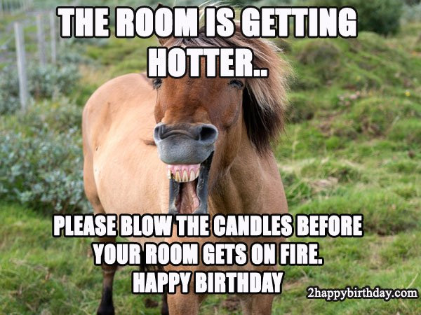 Funny Horse Birthday Pictures
 Top Hilarious & Unique Birthday Memes to Wish Friends
