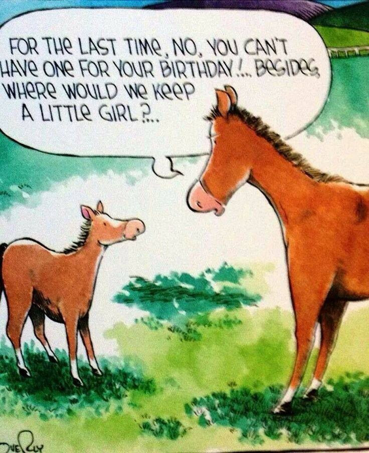 Funny Horse Birthday Pictures
 Funny Birthday Quotes With Horses QuotesGram