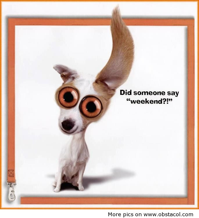 Funny Weekend Quotes
 Weekend Funny Quotes