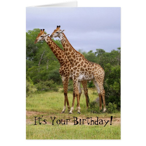 Giraffe Birthday Card
 "Go Wild" Happy Birthday Giraffes Card
