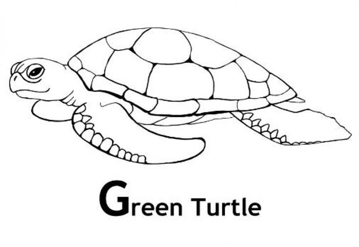Girl Turtle Coloring Pages
 316 best images about Animal Coloring Pages on Pinterest