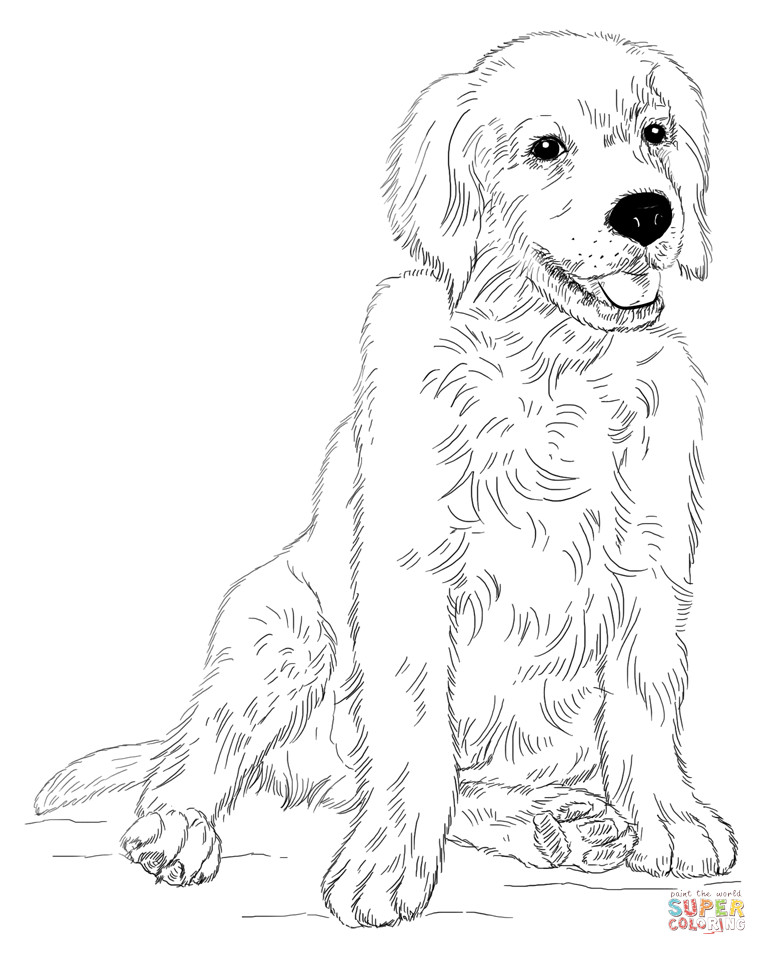 Golden Retriever Coloring Pages
 Golden retriever puppy coloring page