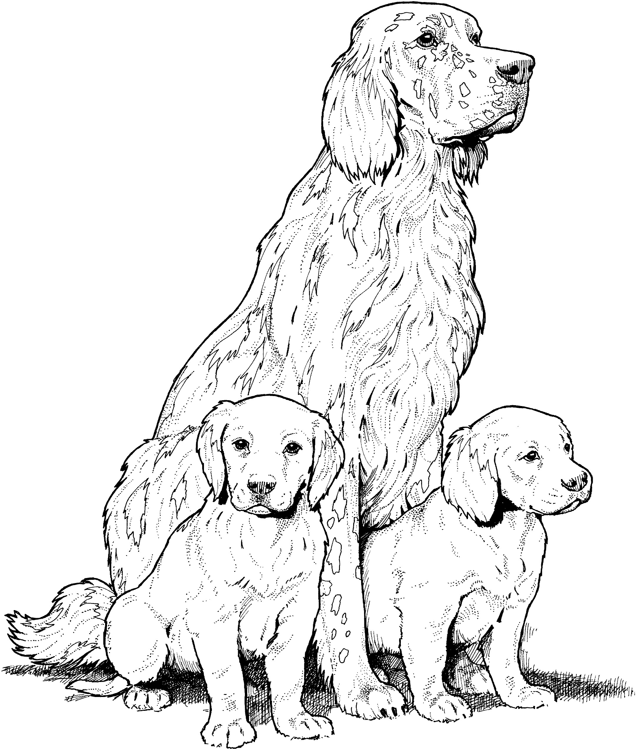 Golden Retriever Coloring Pages
 Dog Breed Coloring Pages