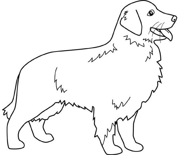Golden Retriever Coloring Pages
 Dogs golden retriever coloring pages