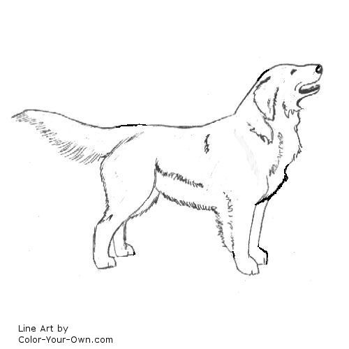 Golden Retriever Coloring Pages
 Golden Retriever Coloring Page