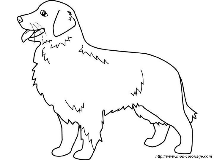 Golden Retriever Coloring Pages
 coloring Dogs page golden retriever