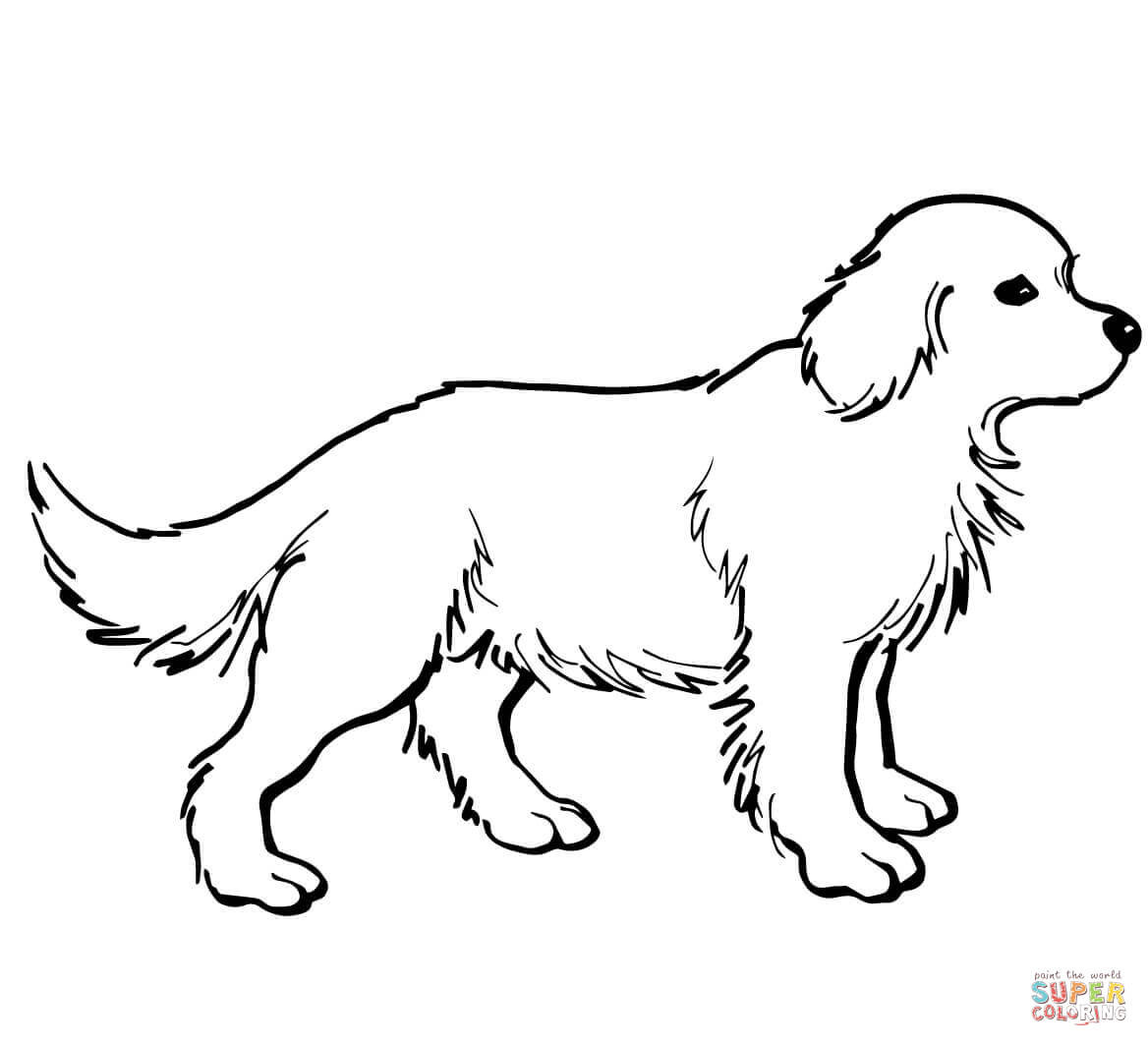 Golden Retriever Coloring Pages
 Golden Retriever Puppy coloring page