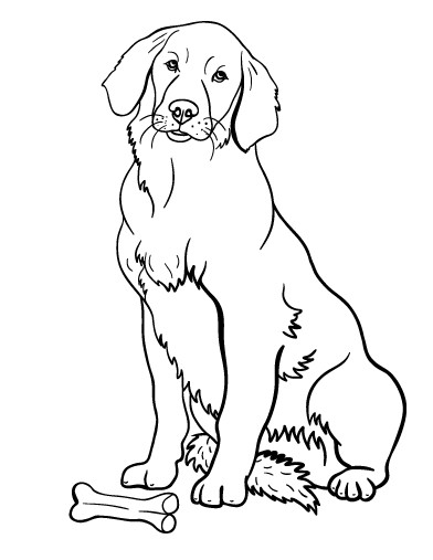 Golden Retriever Coloring Pages
 Printable Golden Retriever Coloring Page Free PDF