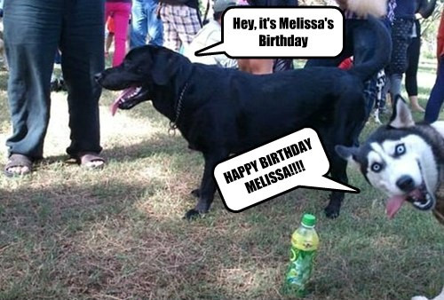 Happy Birthday Melissa Funny
 HAPPY BIRTHDAY MELISSA I Has A Hotdog Dog