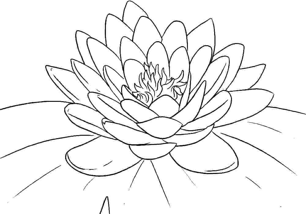 Hawaiian Flower Coloring Pages Printable
 Hawaiian Flower Coloring Pages Printable at GetColorings