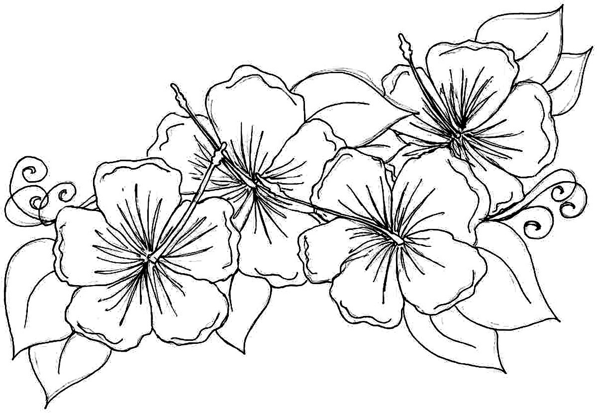 Hawaiian Flower Coloring Pages Printable
 Hawaiian Flower Coloring Pages Printable to Print