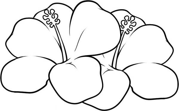 Hawaiian Flower Coloring Pages Printable
 Hawaiian Flower Coloring Pages Coloring Home