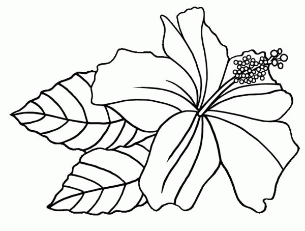 Hawaiian Flower Coloring Pages Printable
 Free Coloring Pages Hawaiian Flowers Coloring Home