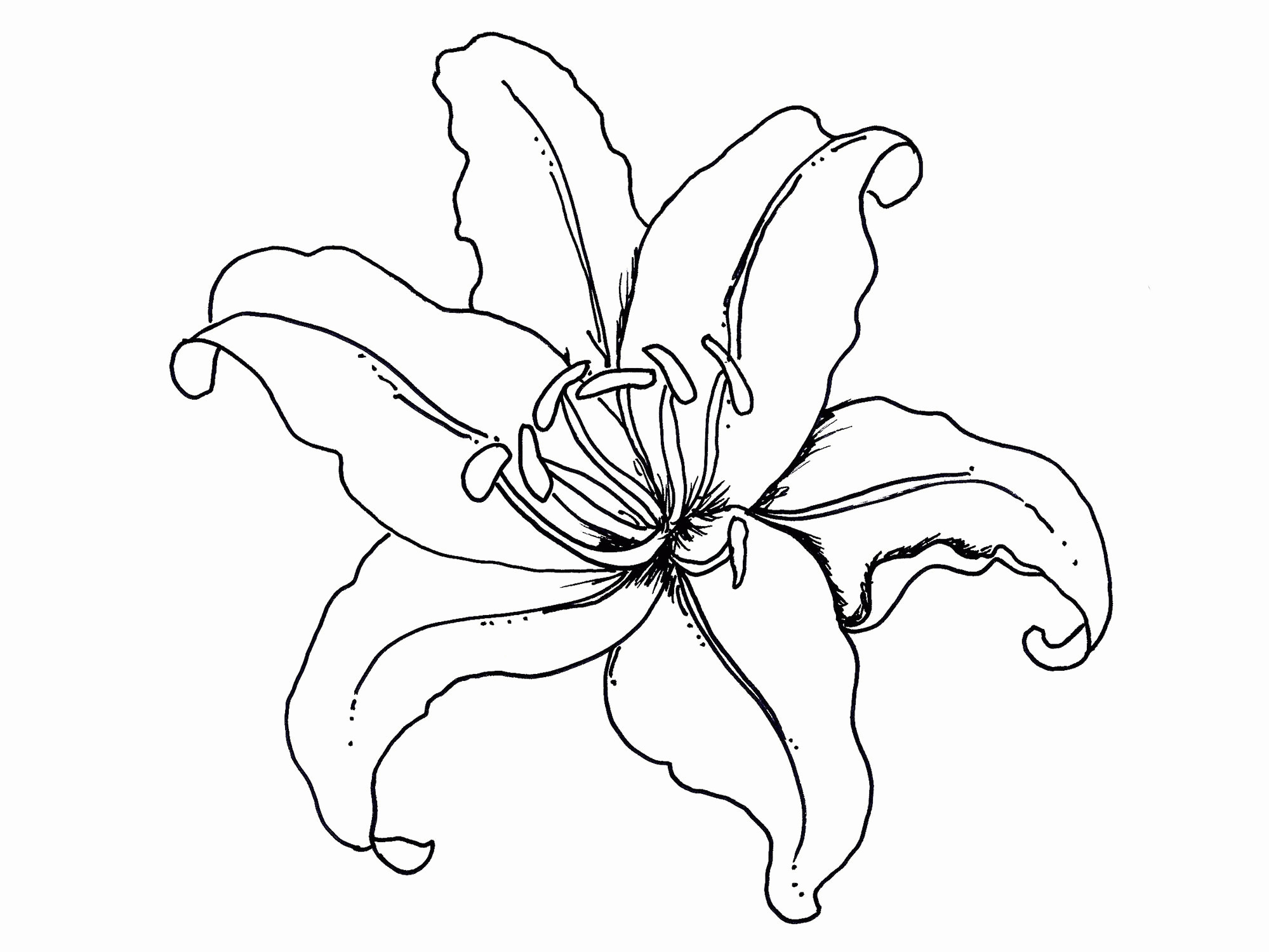 Hawaiian Flower Coloring Pages Printable
 Printable Coloring Pages Hawaiian Flowers Coloring Home