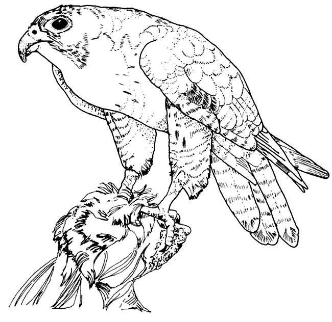 Hawk Coloring Pages
 Real detailed Hawk Coloring Pages printable Enjoy