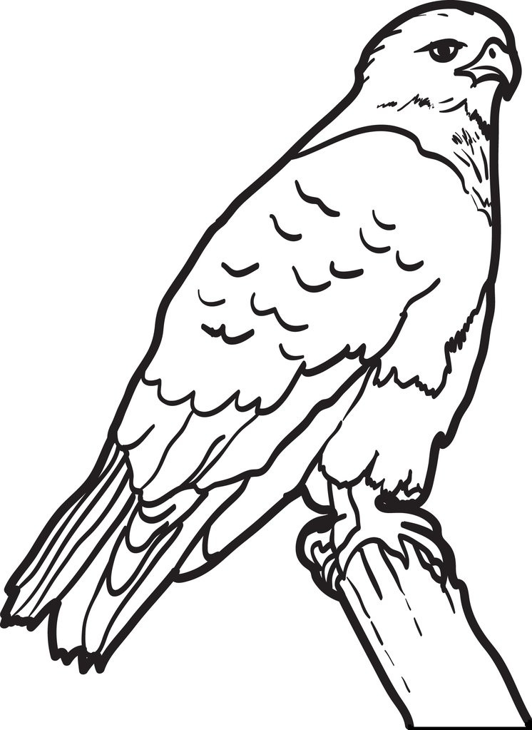 Hawk Coloring Pages
 FREE Printable Hawk Coloring Page for Kids – SupplyMe