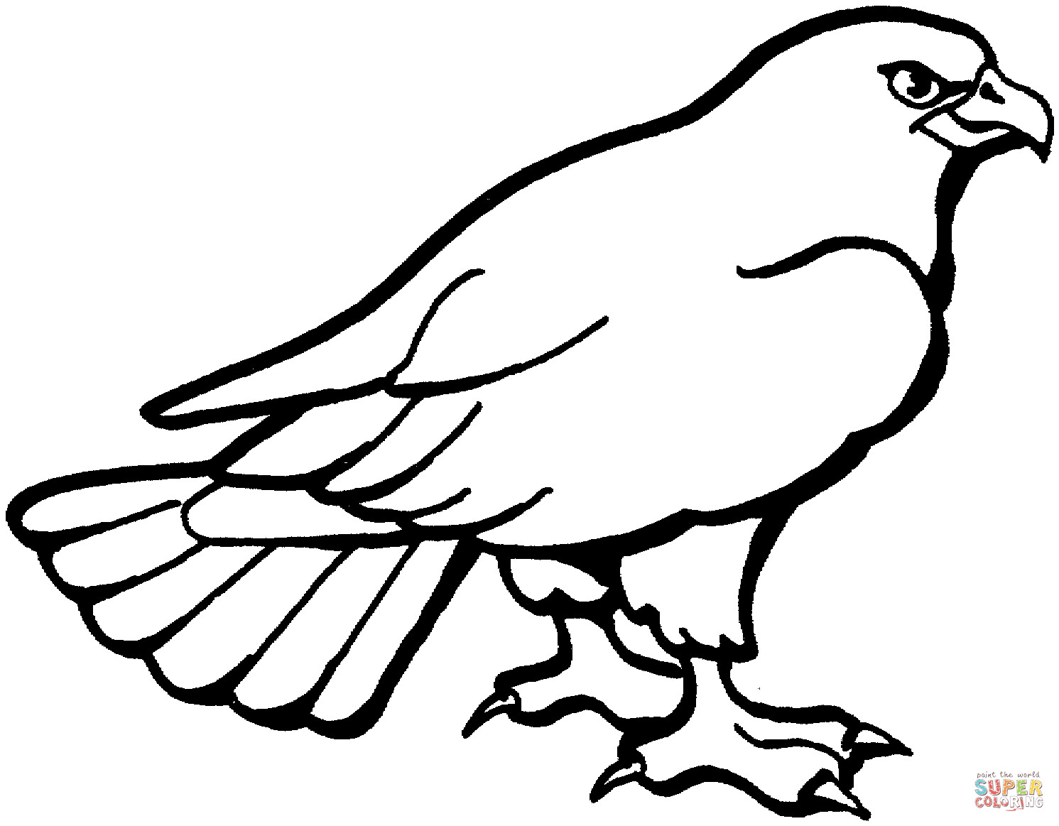 Hawk Coloring Pages
 Hawk 3 coloring page