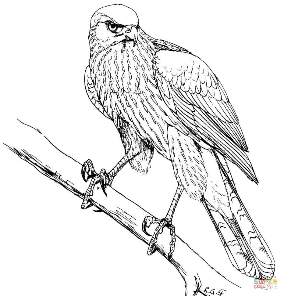 Hawk Coloring Pages
 Cooper’s Hawk coloring page
