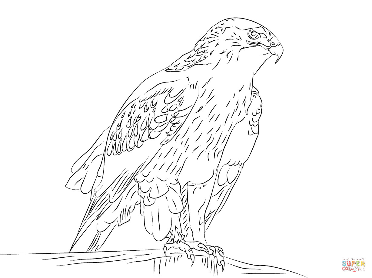 Hawk Coloring Pages
 Ferruginous Hawk coloring page