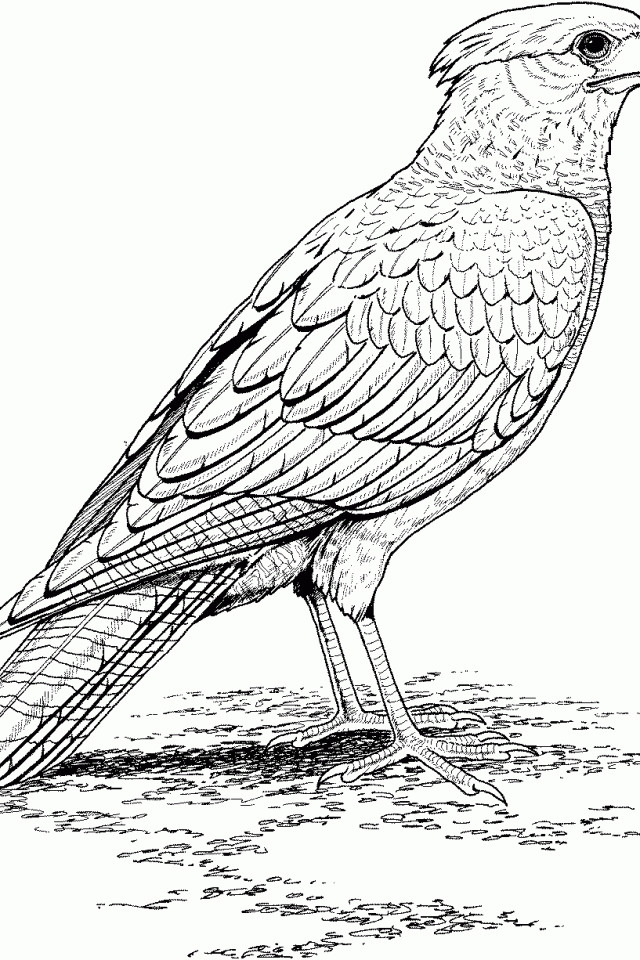 Hawk Coloring Pages
 Hawk & Falcon Coloring Pages for Kids Preschool and
