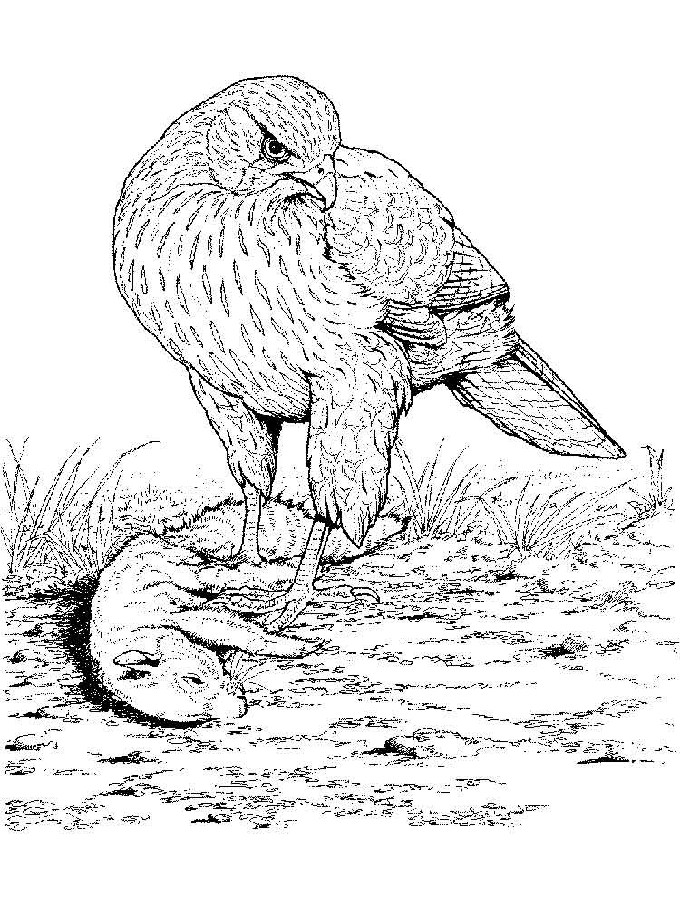 Hawk Coloring Pages
 Hawk coloring pages Download and print Hawk coloring pages