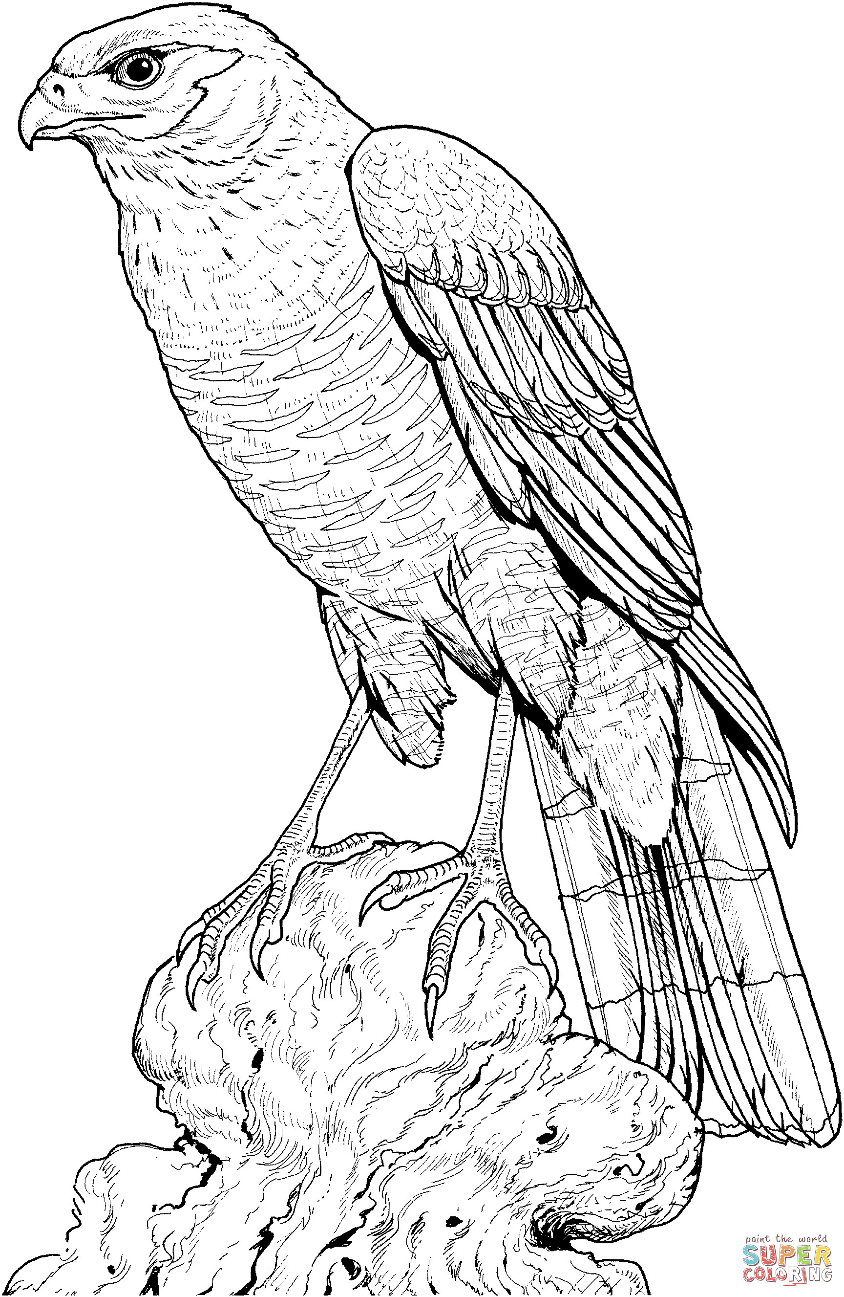 Hawk Coloring Pages
 Perched Hawk coloring page
