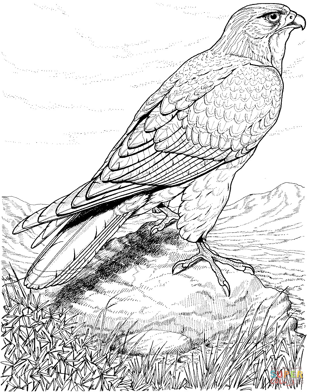 Hawk Coloring Pages
 Hawk coloring page