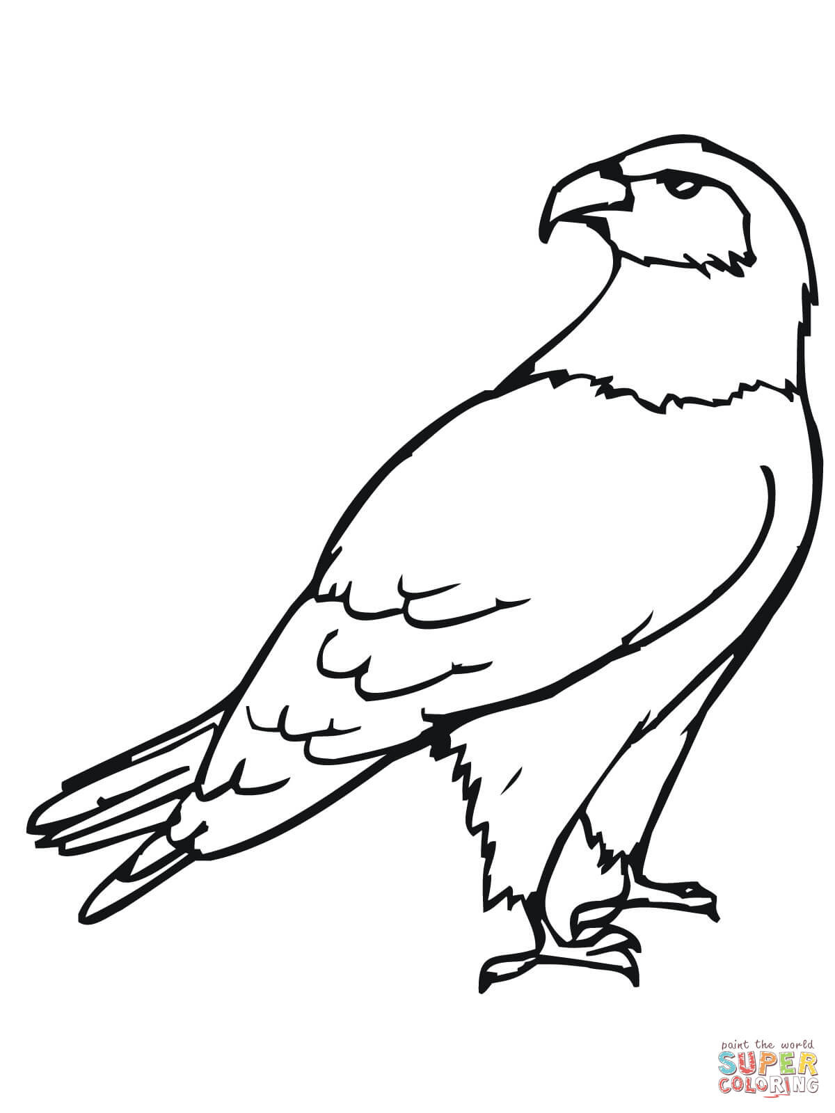 Hawk Coloring Pages
 Hawk Bird coloring page