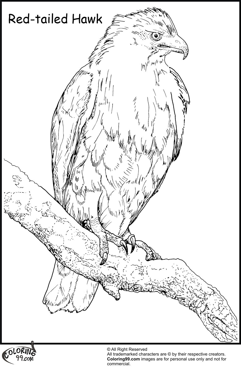 Hawk Coloring Pages
 Hawk Coloring Pages
