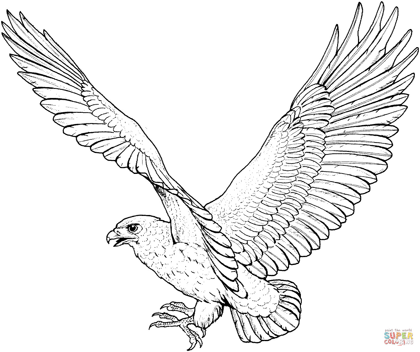 Hawk Coloring Pages
 Hawks coloring pages Free Coloring Pages