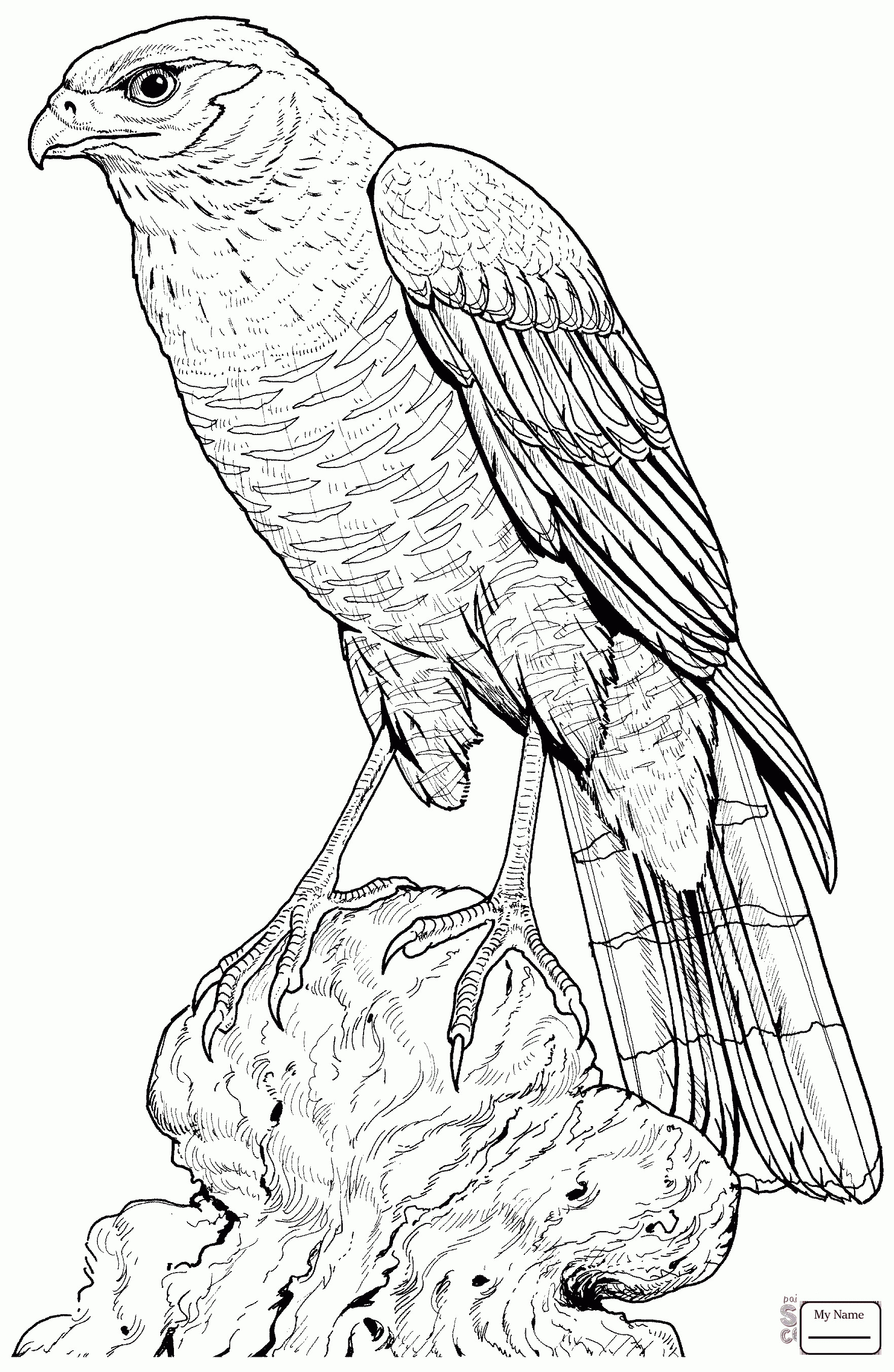 Hawk Coloring Pages
 Flying Hawk Drawing at GetDrawings