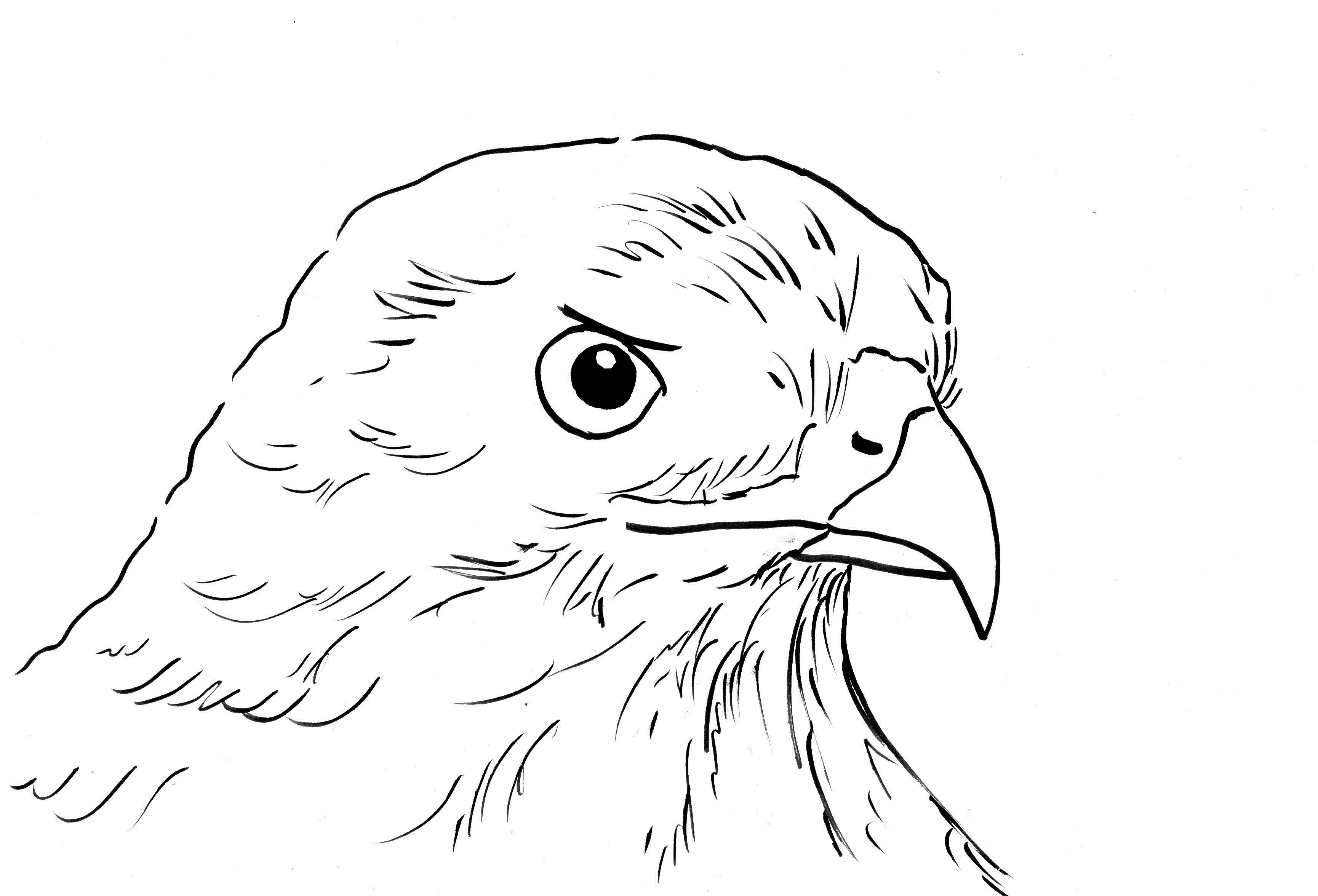 Hawk Coloring Pages
 Hawk Coloring Page Samantha Bell