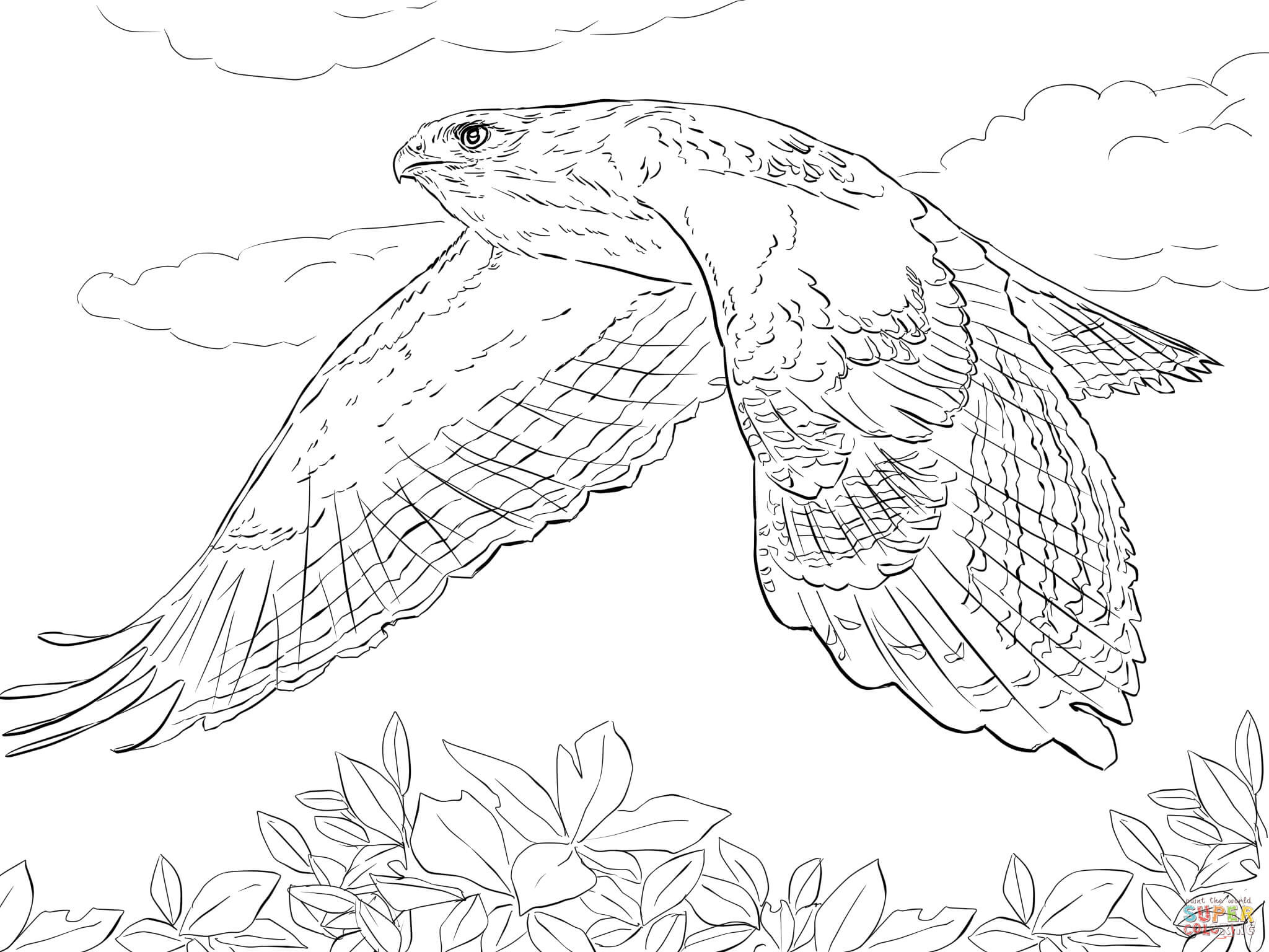 Hawk Coloring Pages
 Red Tailed Hawk in Flight coloring page