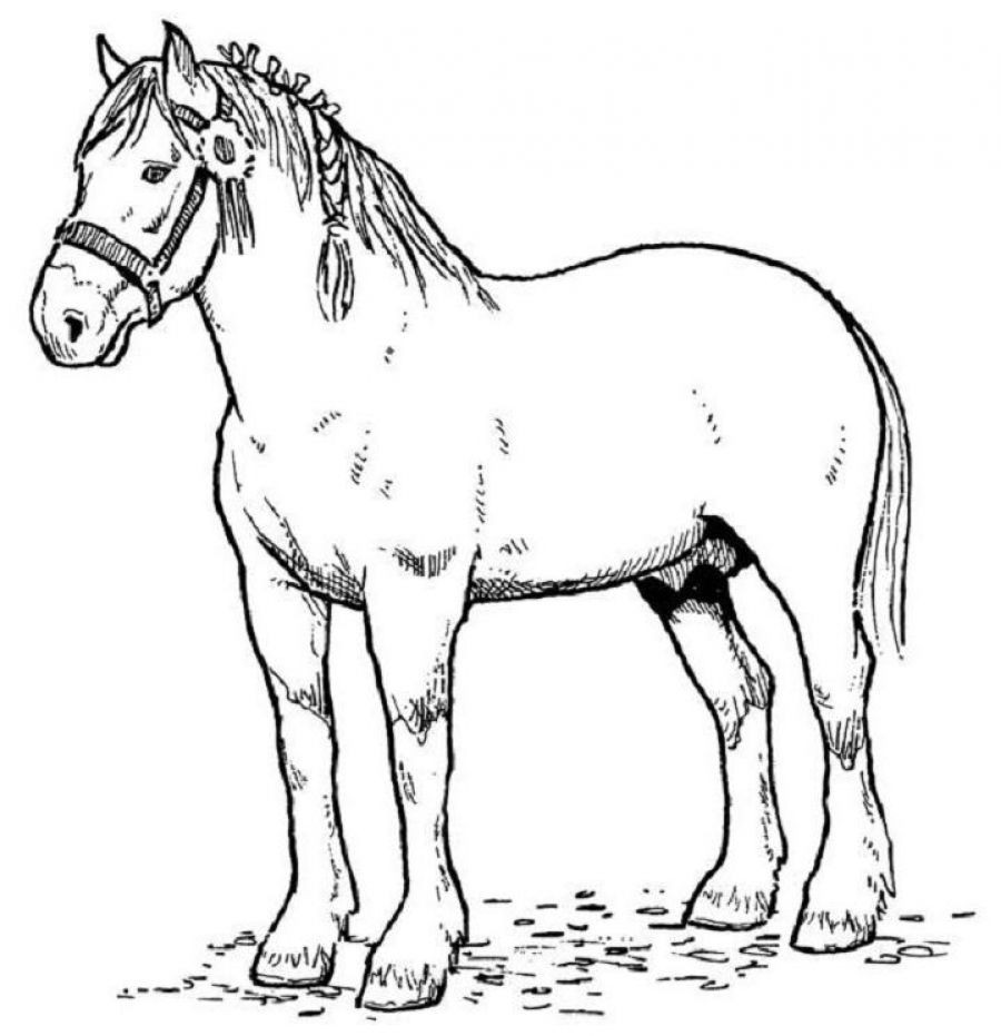 Horse Coloring Pages Printable
 horse coloring pages