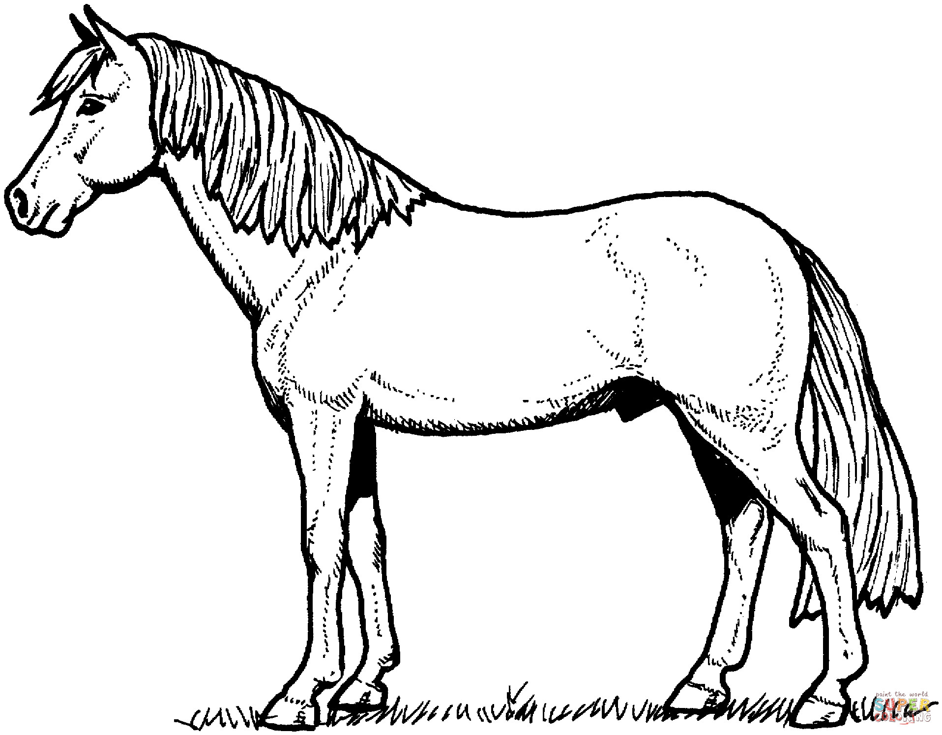 Horse Coloring Pages Printable
 Stallion Horse coloring page