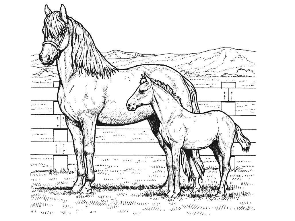 Horse Coloring Pages Printable
 Horse coloring pages for kids