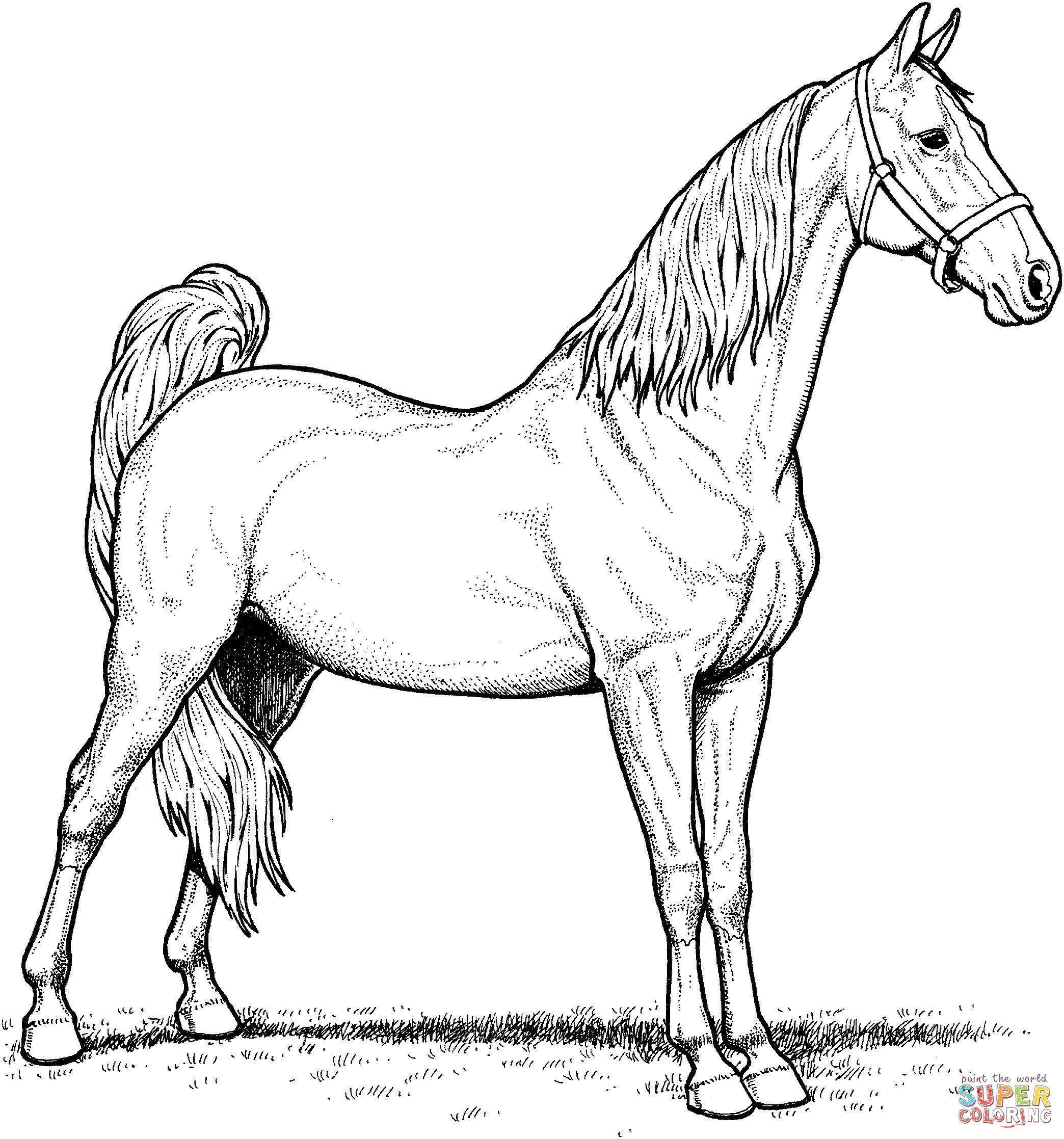 Horse Coloring Pages Printable
 American Saddlebred Mare Horse coloring page