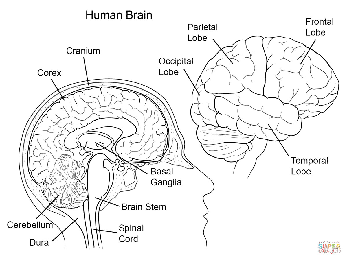 Human Anatomy Coloring Pages Printable
 Human Brain Anatomy coloring page