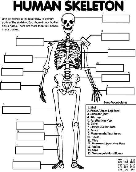 Human Anatomy Coloring Pages Printable
 Human Skeleton Coloring Page