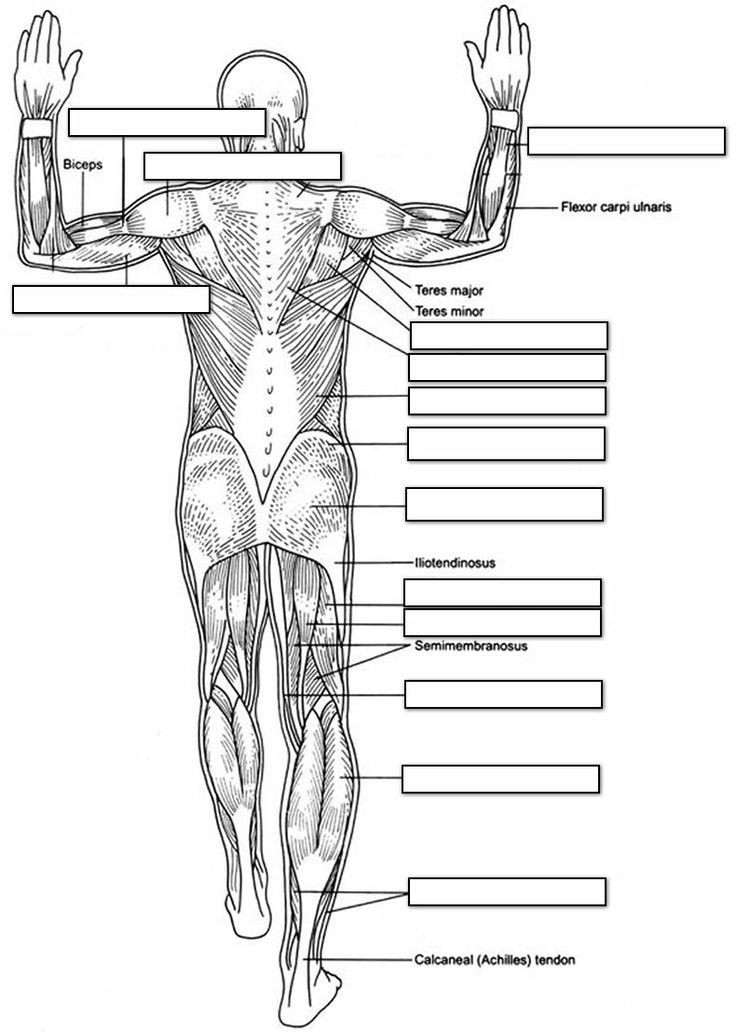 Human Anatomy Coloring Pages Printable
 26 Best images about Pinky s Printables on Pinterest