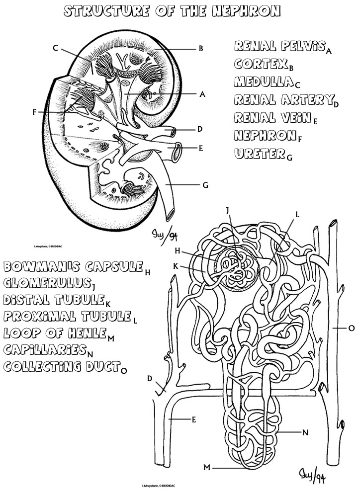 Human Anatomy Coloring Pages Printable
 Kidney Coloring