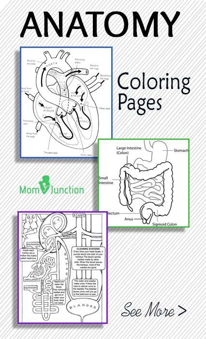 Human Anatomy Coloring Pages Printable
 FREE Printable Anatomy Coloring Pages