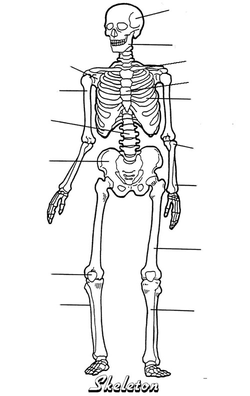 Human Anatomy Coloring Pages Printable
 ImageQuiz Outline drawing tool