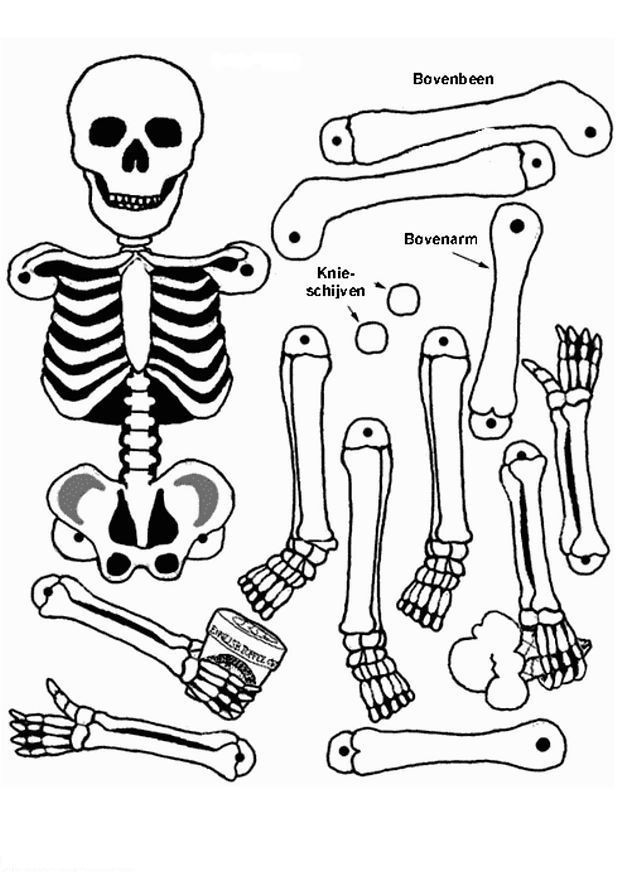Human Anatomy Coloring Pages Printable
 Printable Skeleton Coloring Pages Coloring Home